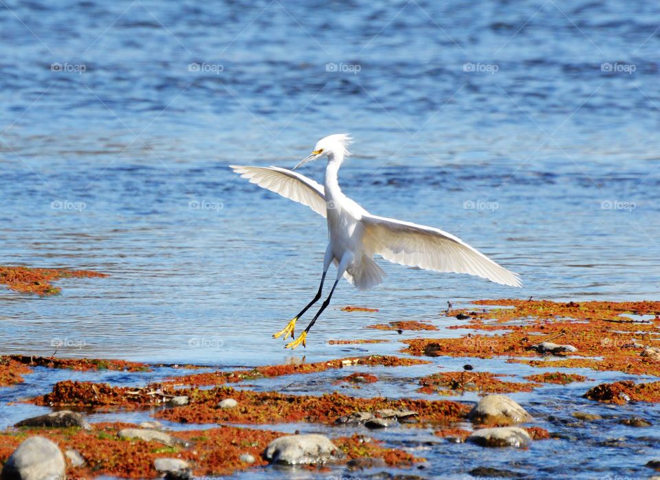 close up of a white bird flapping its wings landing in the water