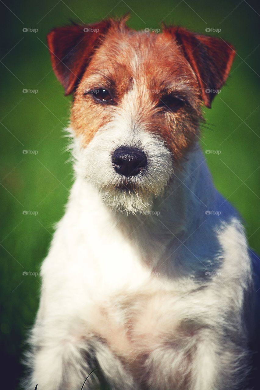 Dog (jack russell terrier)