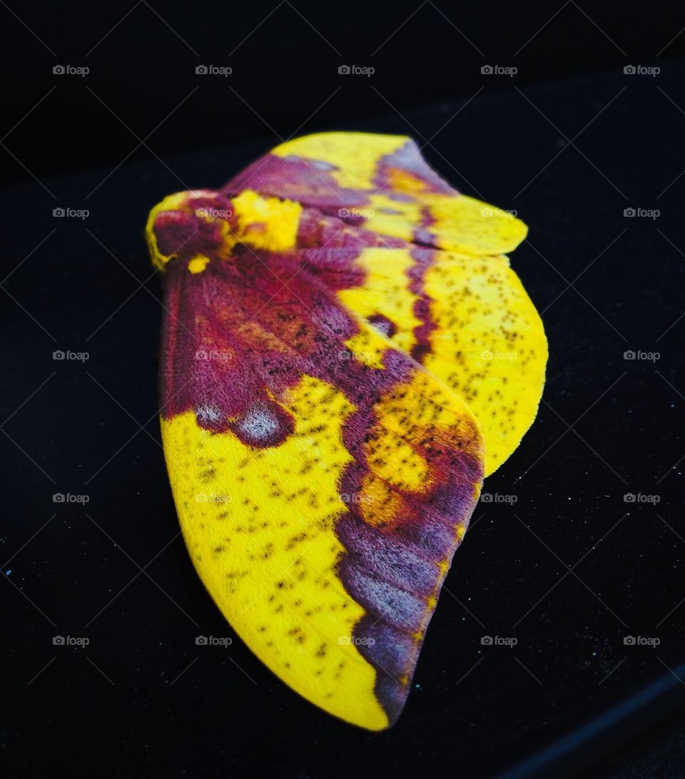 Imperial Moth