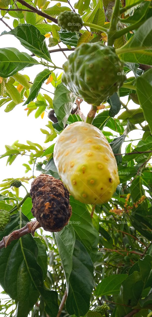 mengkudu fruit