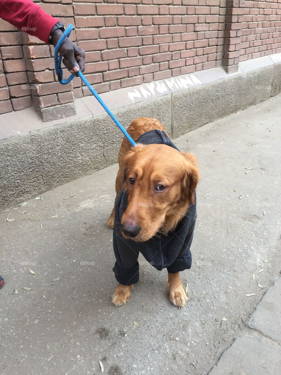 Dog with pullover in Zamalek in a cold day...