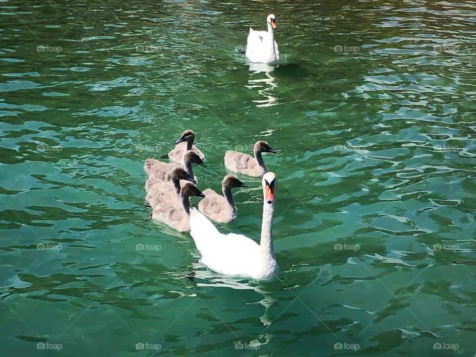 Swan family 