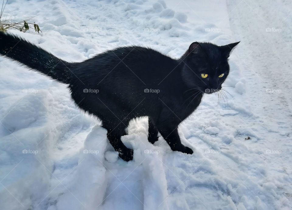 black yellow-eyed cat standing in the snow; winter, cold; black cat in the white snow