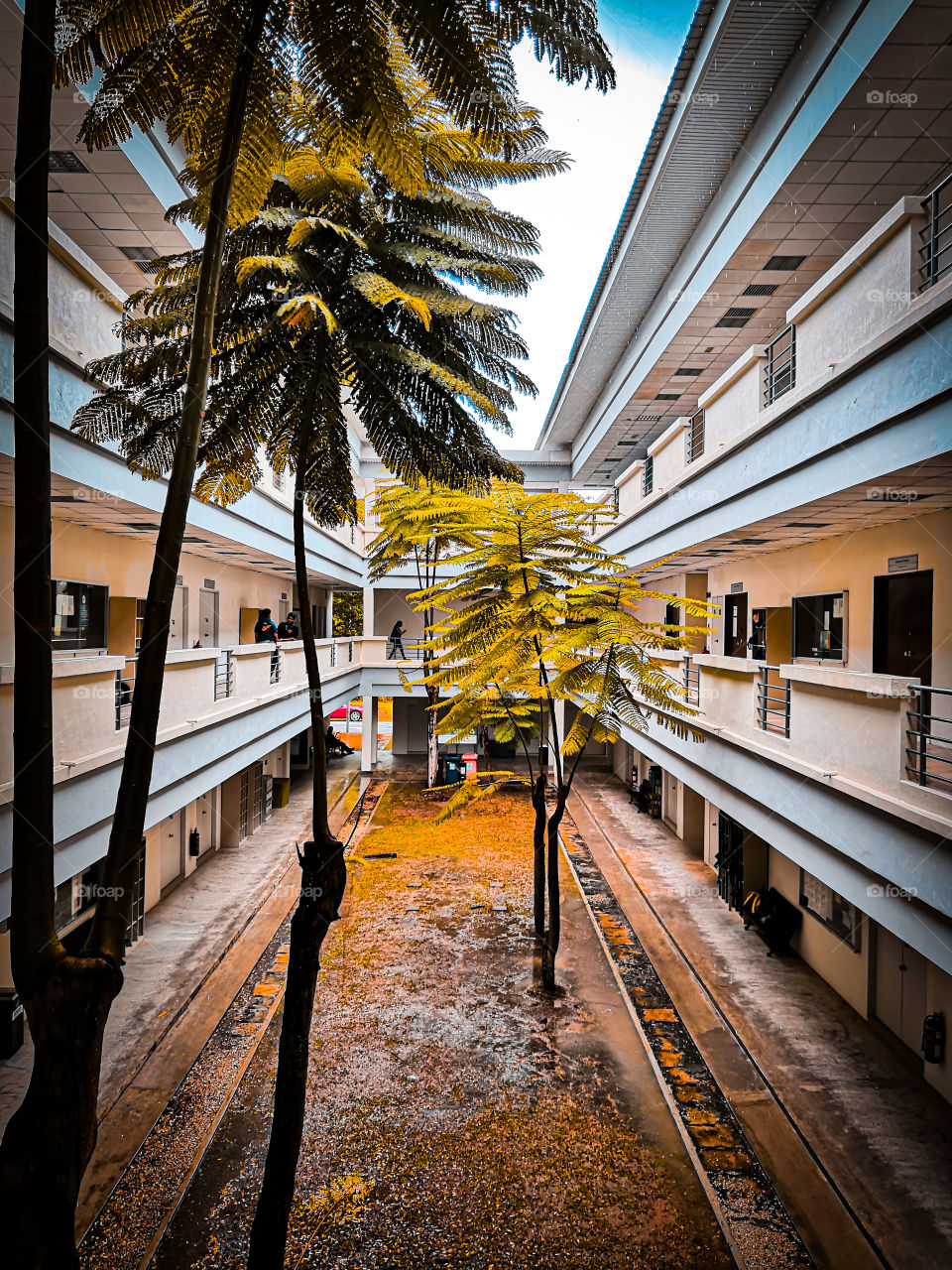 Trees between building