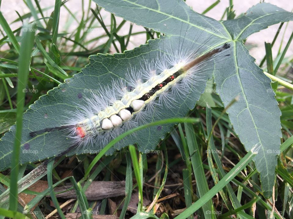 Fuzzy little caterpillar 🐛 