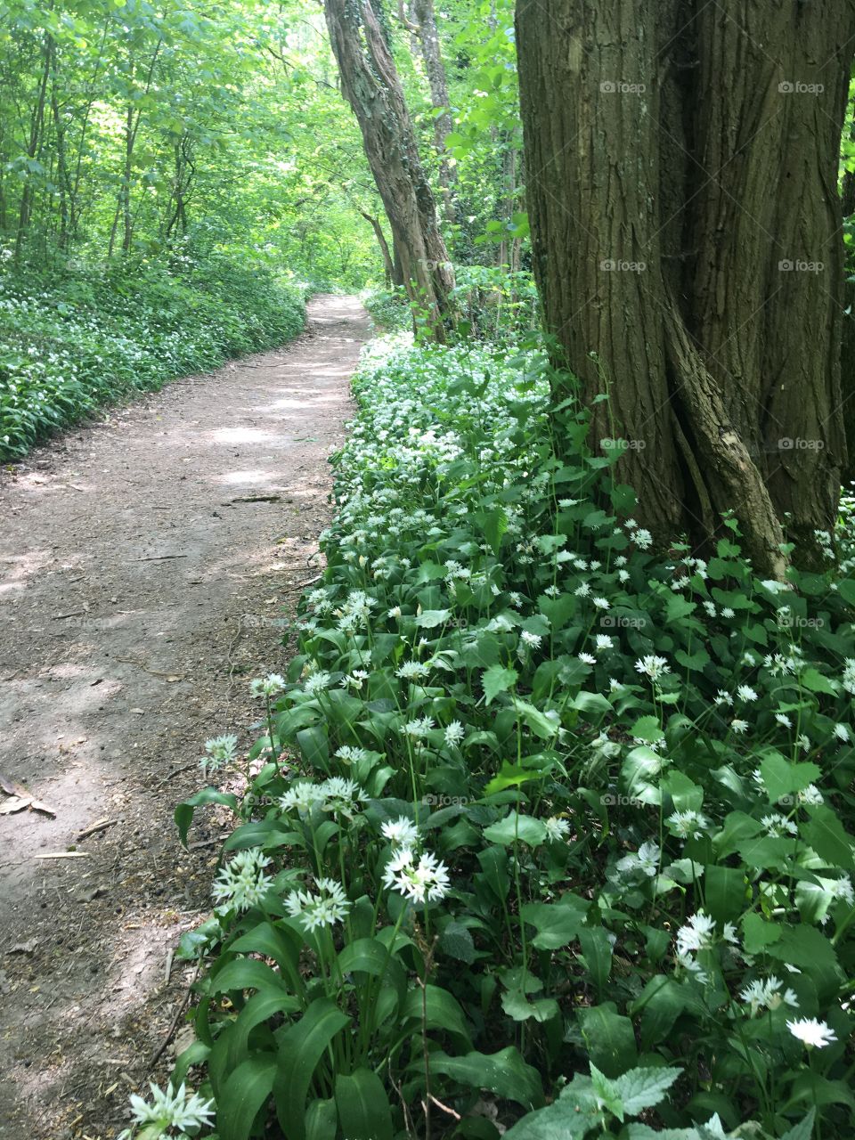Path among wild garlic in woods