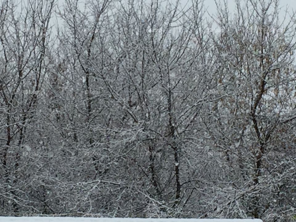 Frozen trees