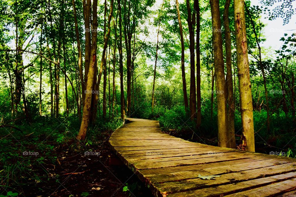 Boardwalk through forest