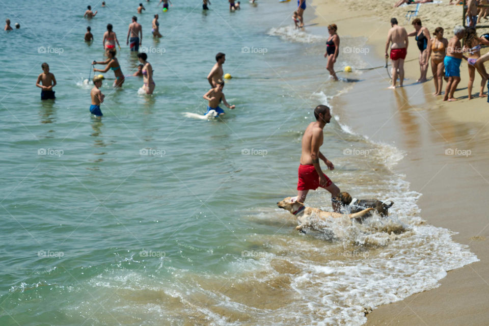 Escena de playa con Perros