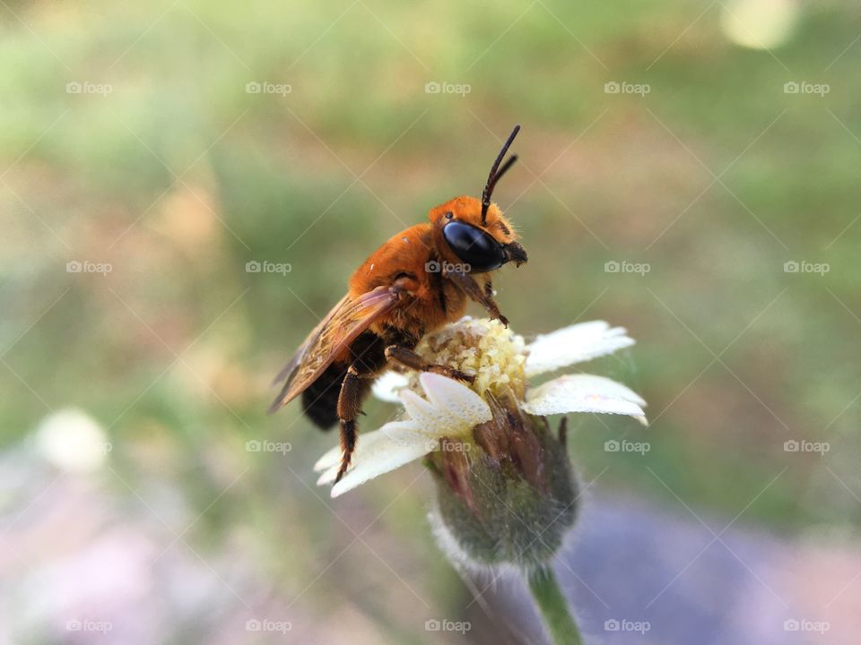 Bees on flowers