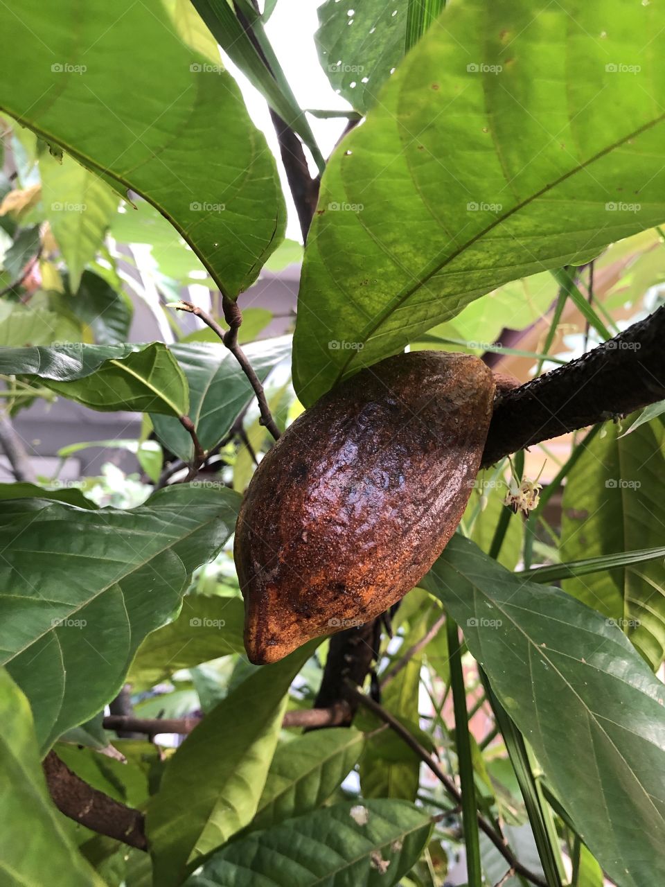 Cocoa fruit 