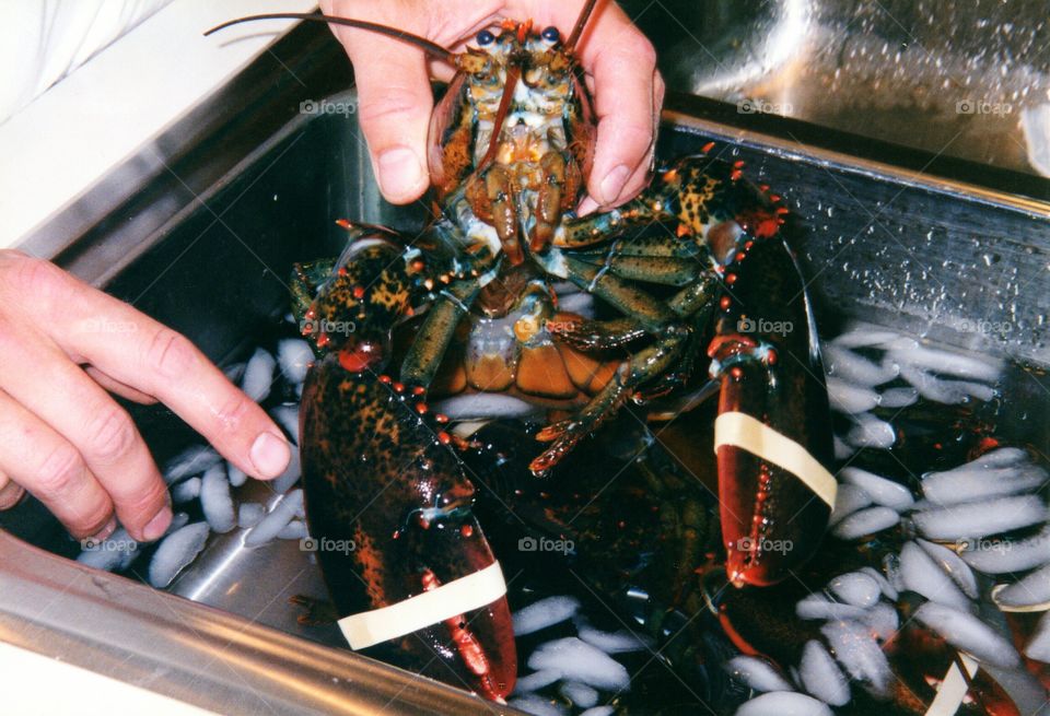 Fresh whole Maine lobster
