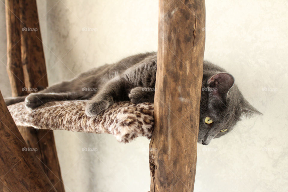 lazy Russian blue cat