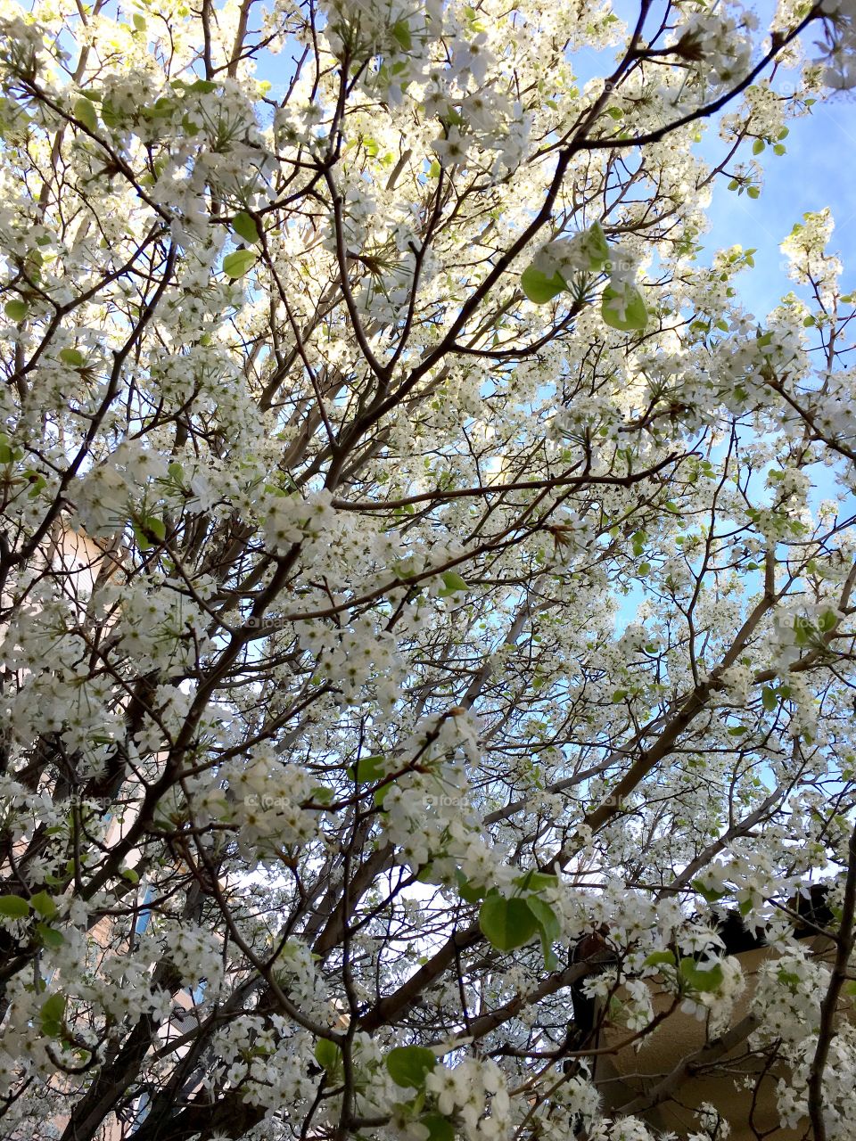 White bloom filled tree branches