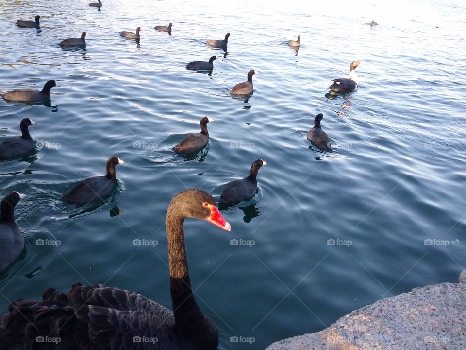 Swimming birds