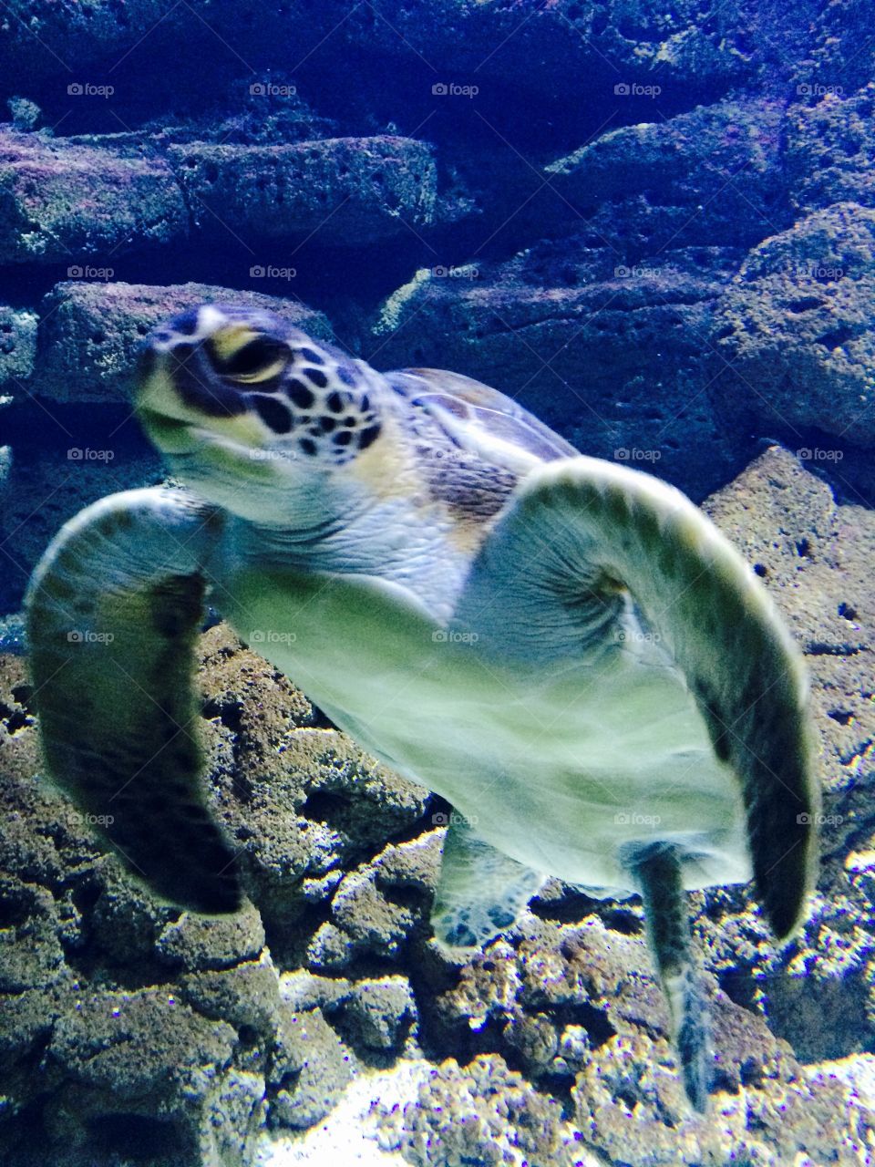 Sea turtle