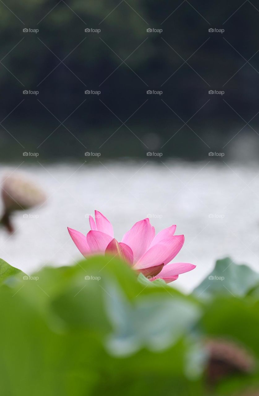 lotus