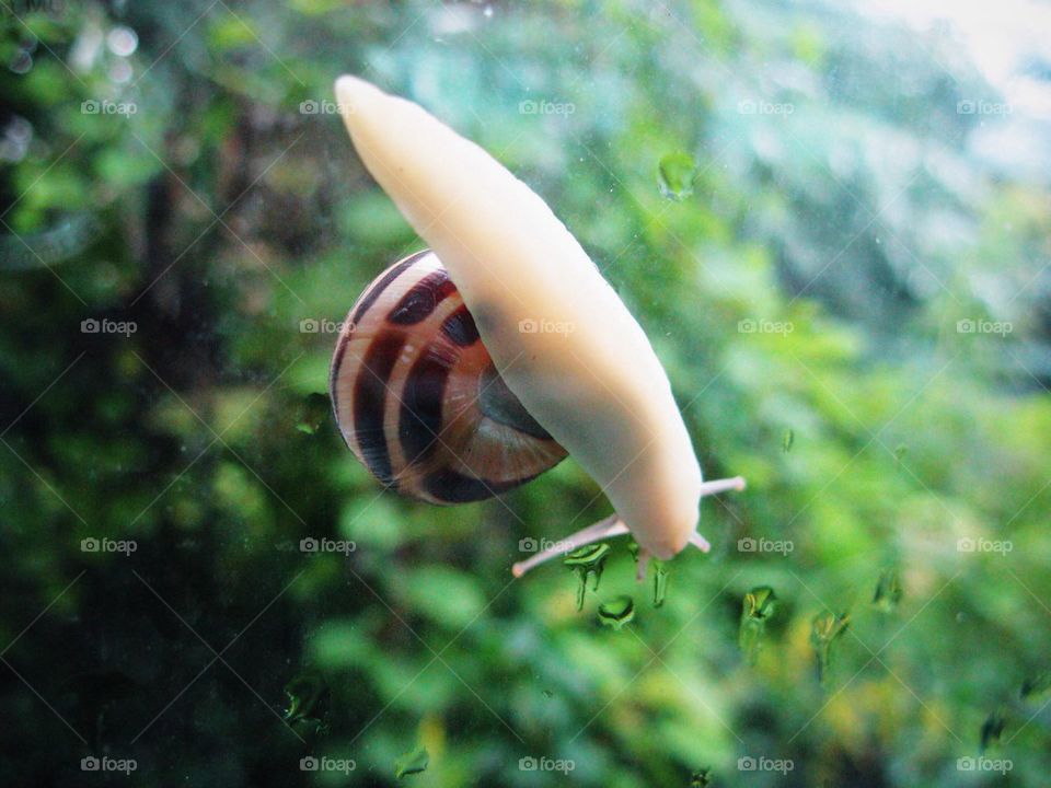 Snail (horizontal)