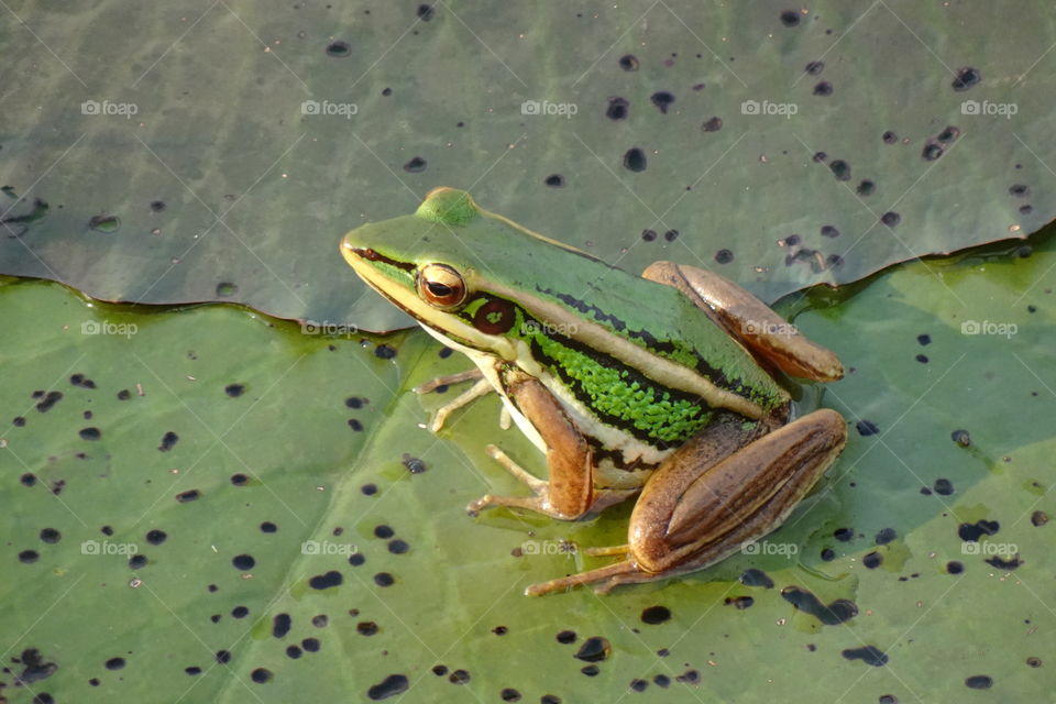 In the water there are fish in the rice fields, with rice on the lotus leaf, with frogs.