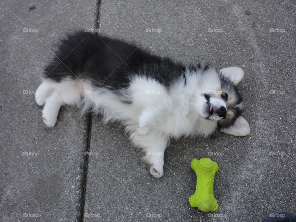 corgi being a corgi