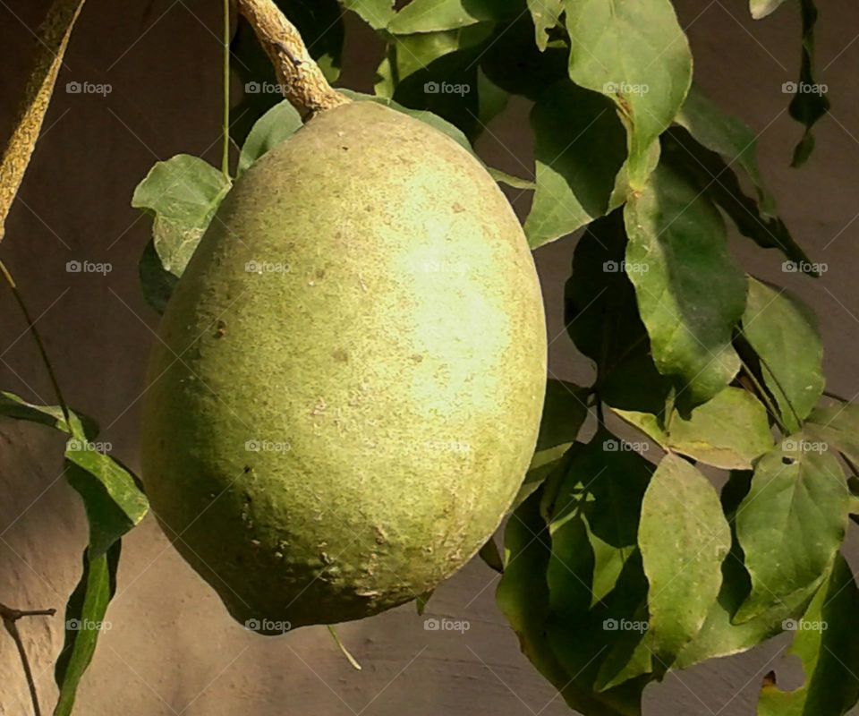 Indian Bel, Aegle marmelos