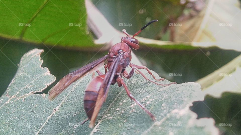 Red paper wasp