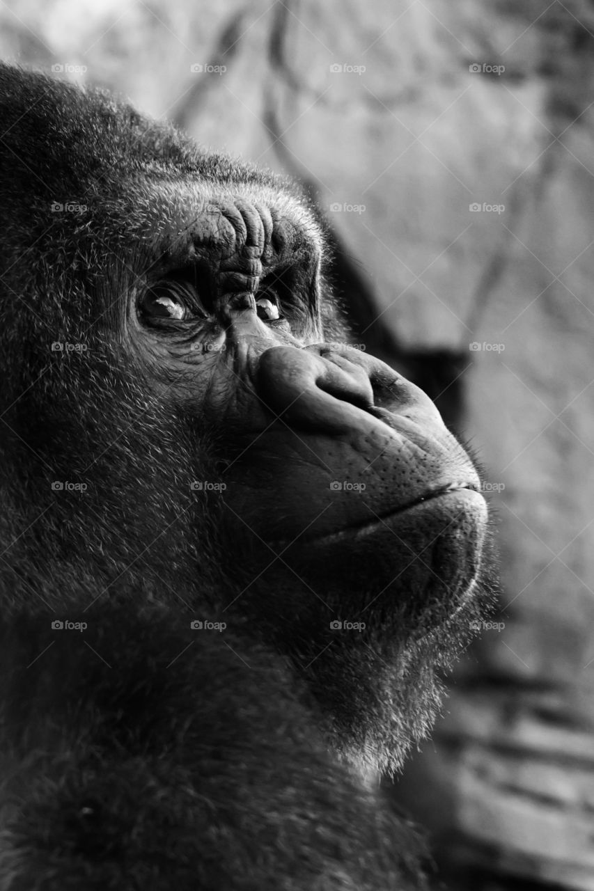Gorilla at the Como Zoo