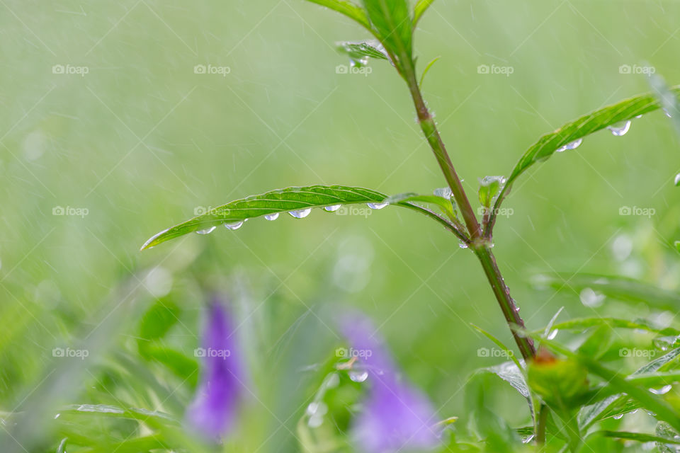 Green plant portrait under the rain