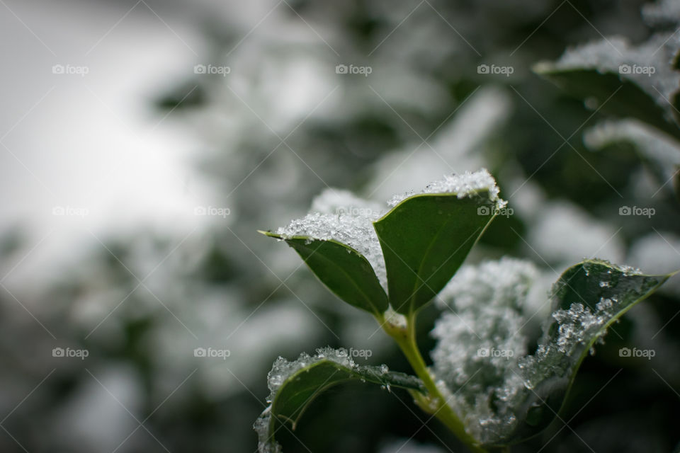 Snowy shrub