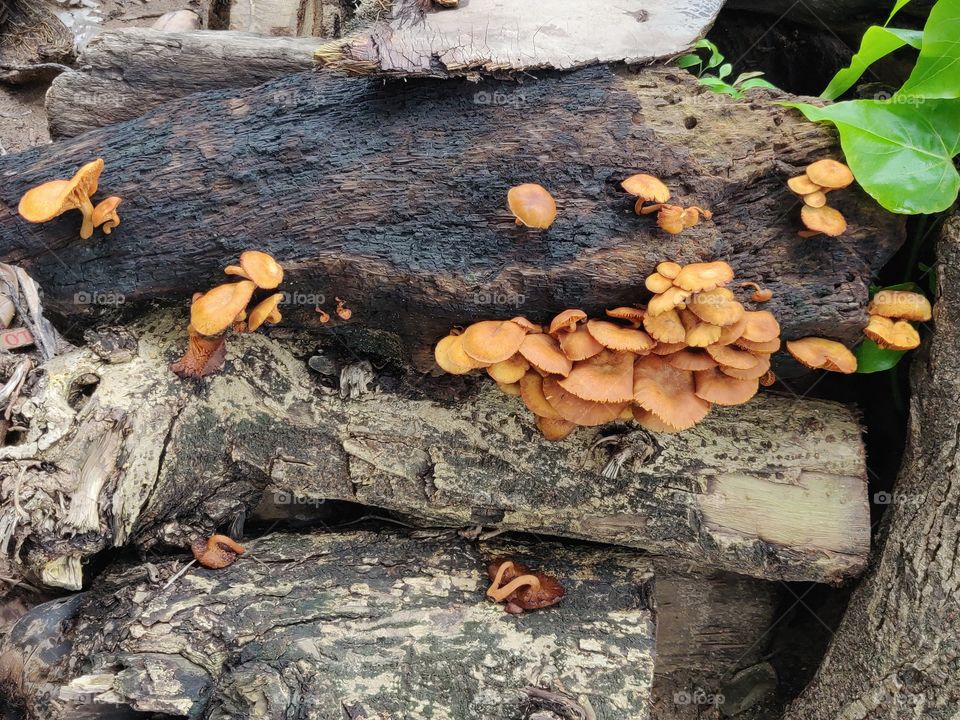 mushrooms