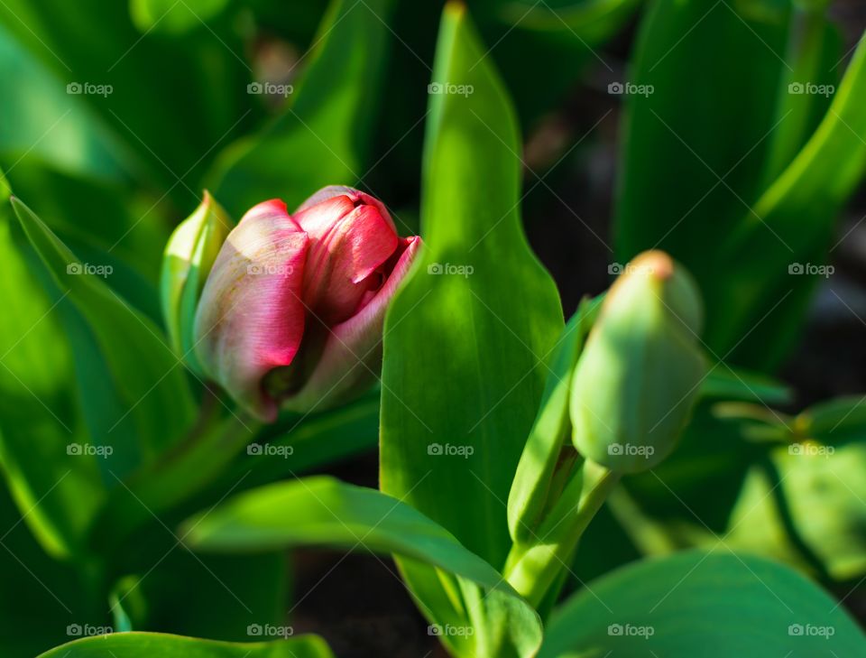 Emerging beautiful tulip