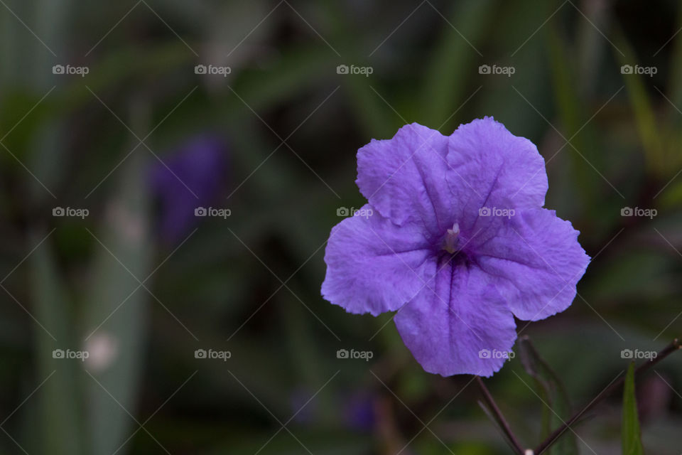 Flower, No Person, Nature, Flora, Garden