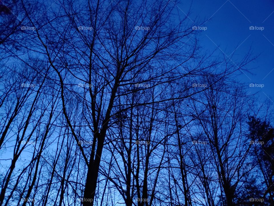 Night trees