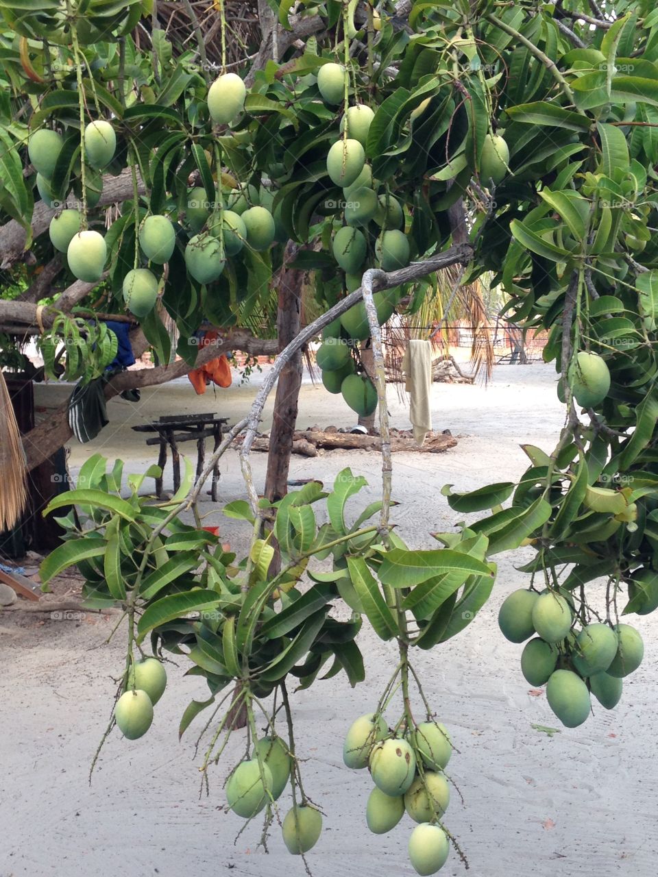 Mango tree