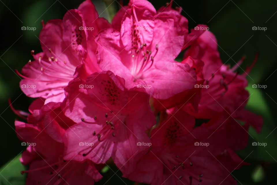 romantic rhodie