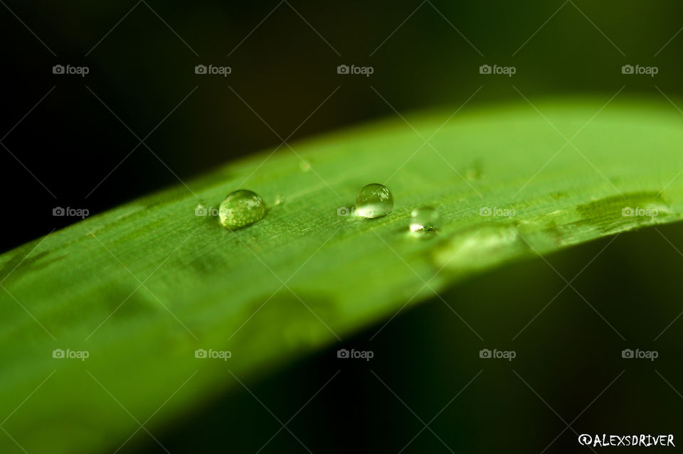 Water dots after rain on leaf in macro