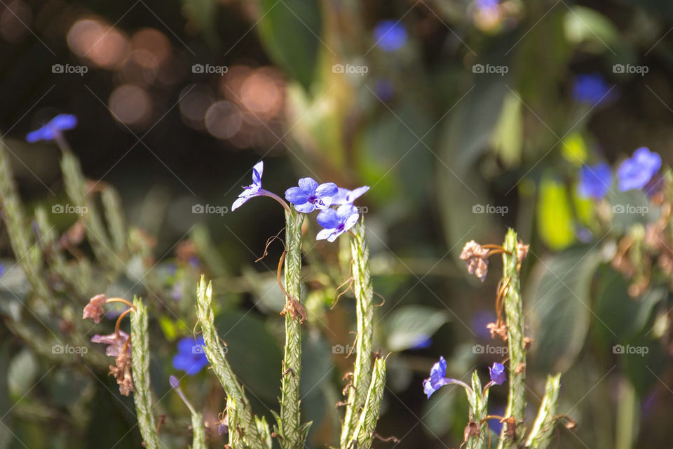 Delicate garden