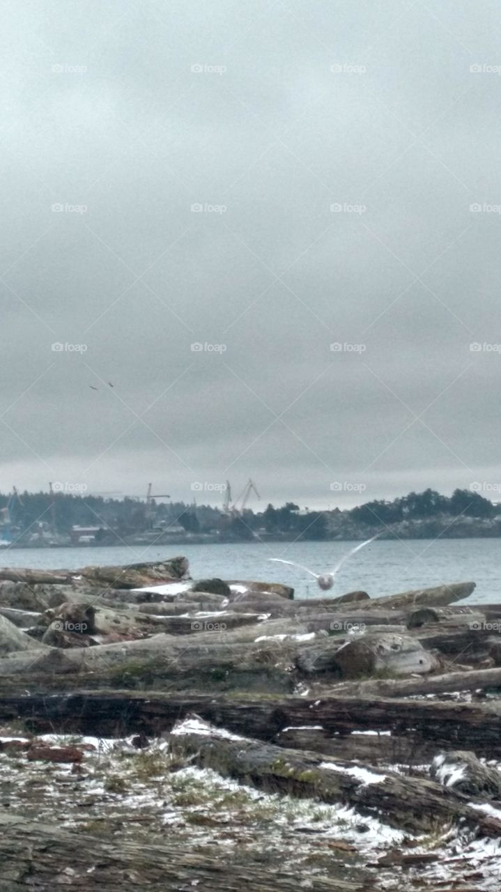 flying seagulls winter ocean lagoon