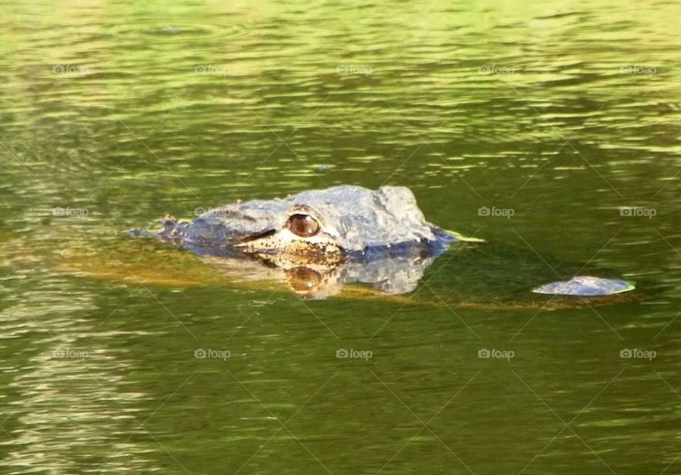 Gator Eye