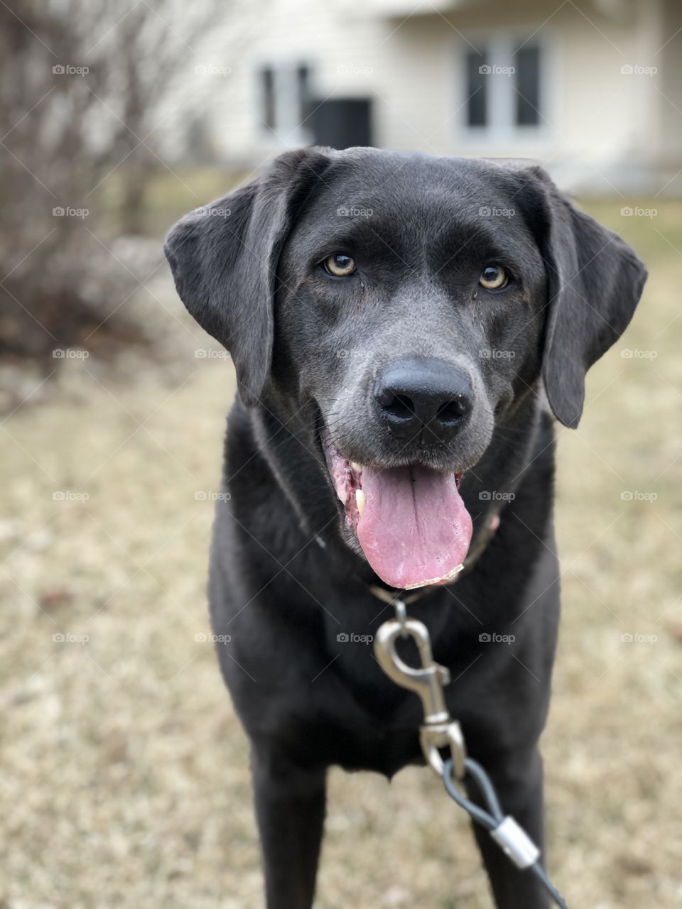 Gray Labrador headshot with leash