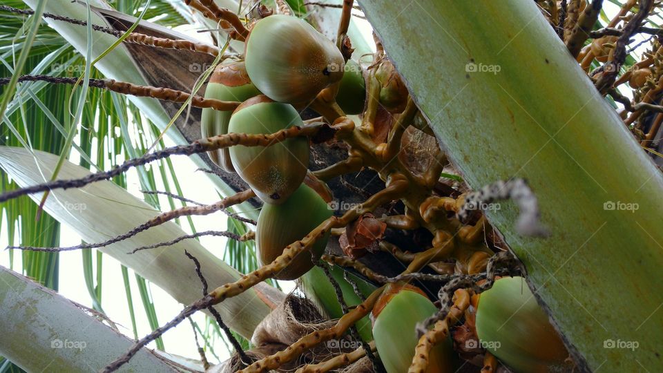 Brotos, frutos do coqueiro.