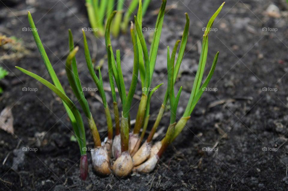 Garlic growing on dirt soil