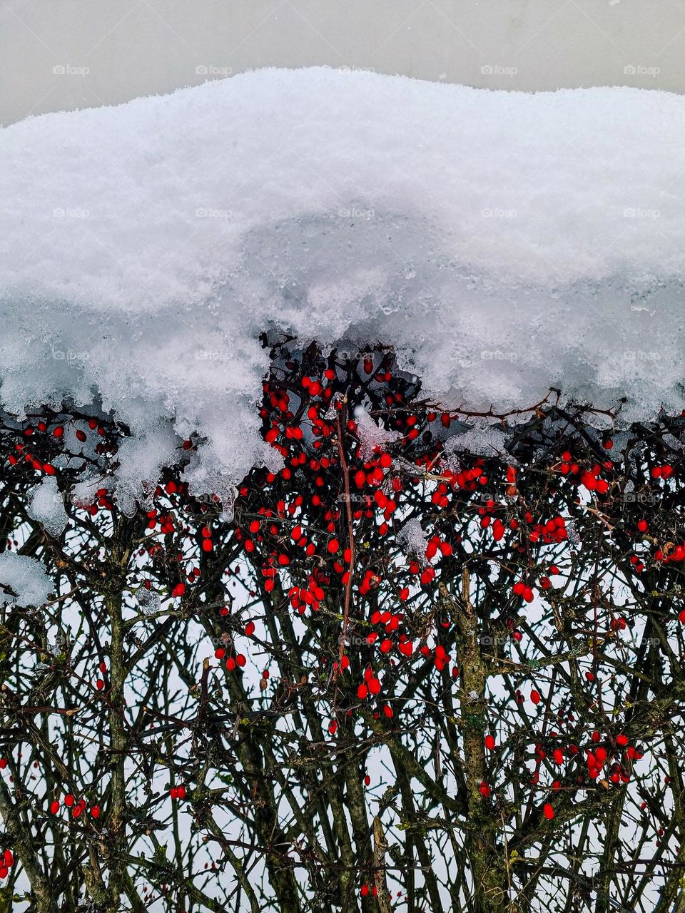 Winter season is my favourite, the hot drinks, the cosy clothes, and the coat of snow over beautiful nature. The snow just makes everything looks magical and out of this world. The wonder of nature.