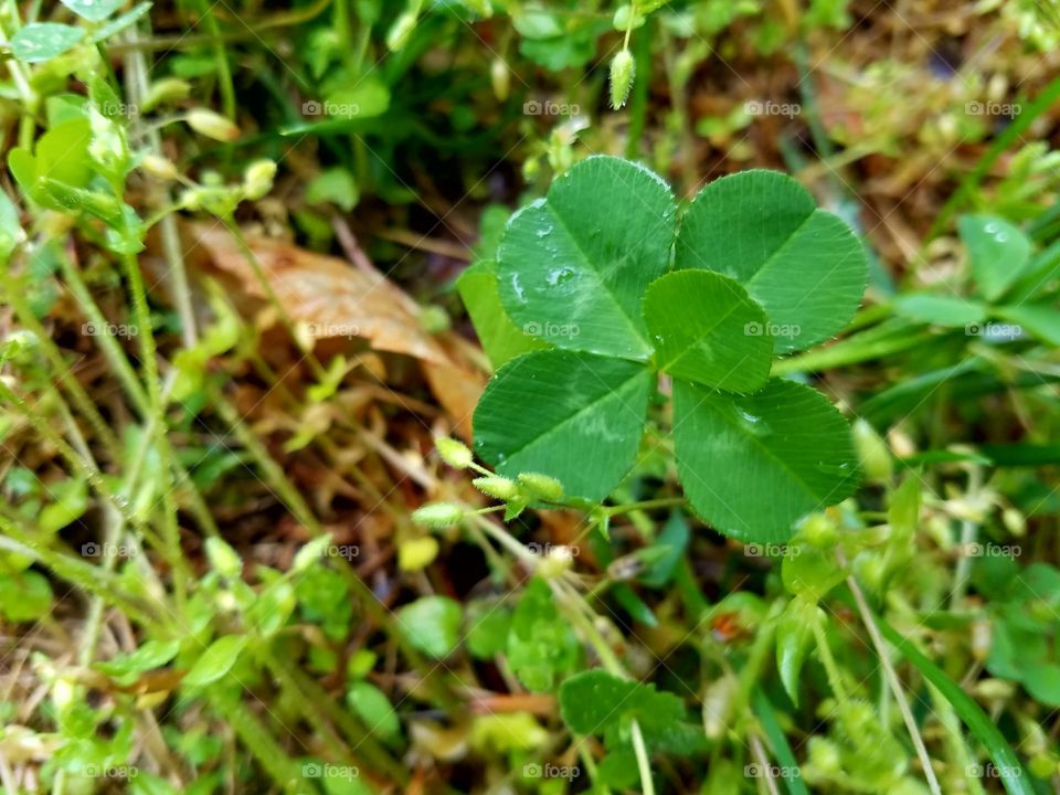Five-Leaf Clover