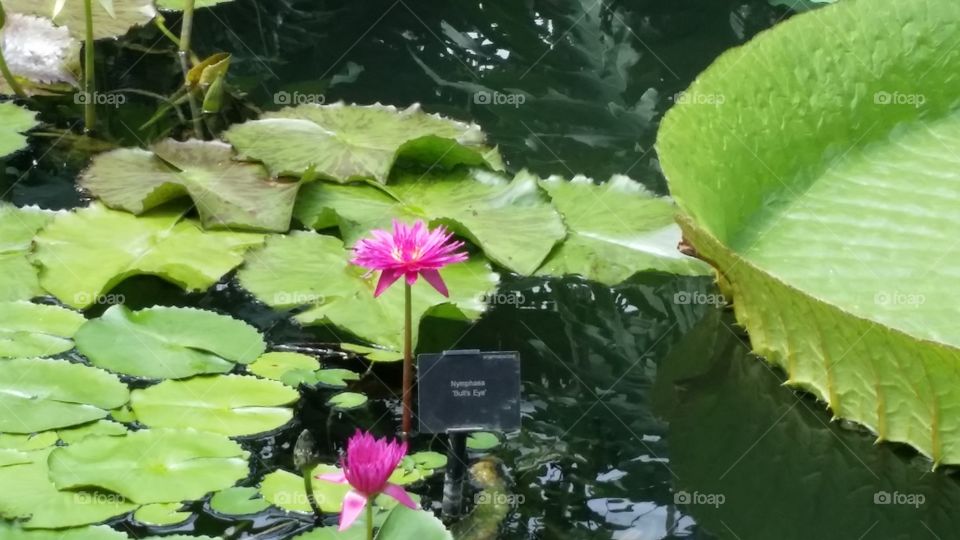nenuphar