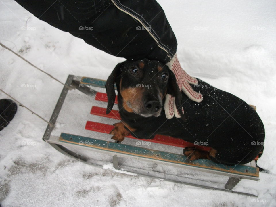 Wiener dog on sledge