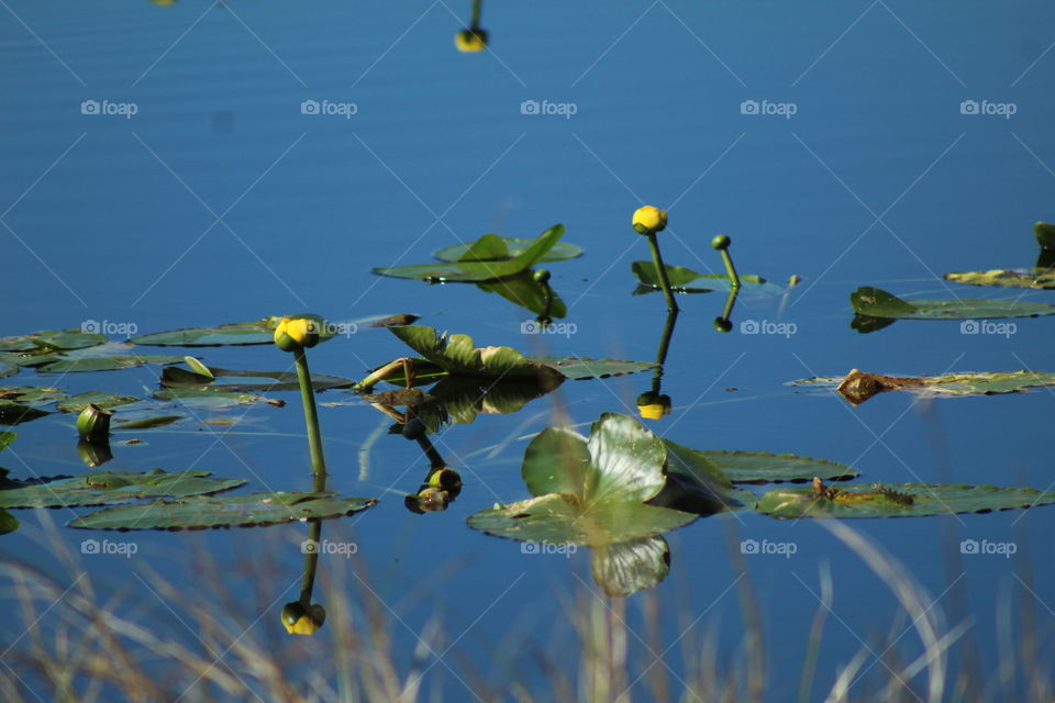 Reflection of Lily Pad and Flowers 