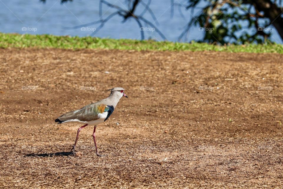 A beautiful colorful bird, known as helps create visual appeal in nature. This bird is walking alone on a brown soil, with a background that highlights a lake and vegetation around it, reflecting a quiet and serene atmosphere.