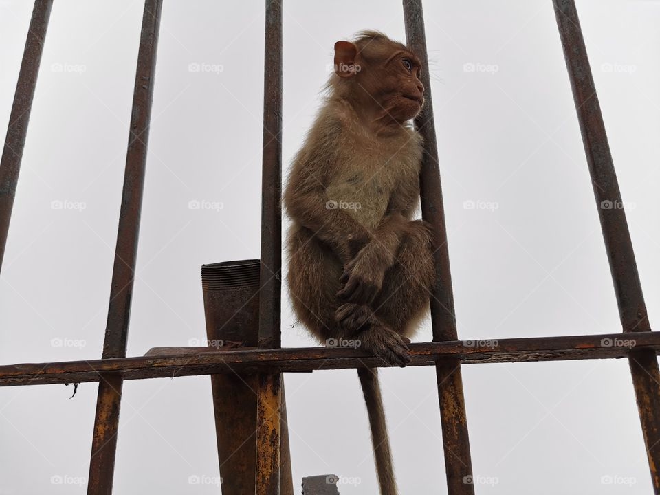 Expression of a small monkey