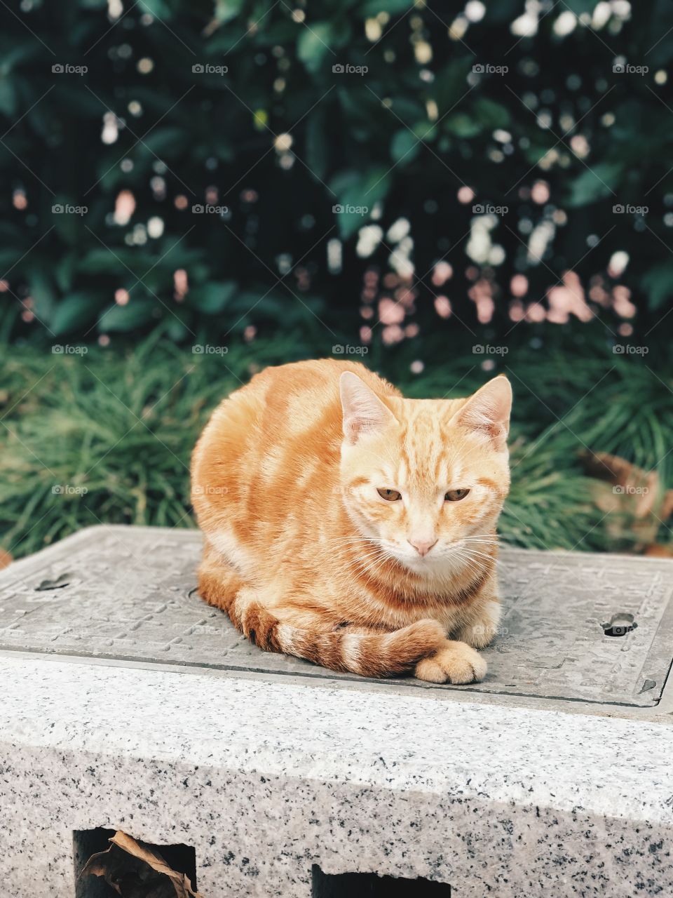 cat waiting for food